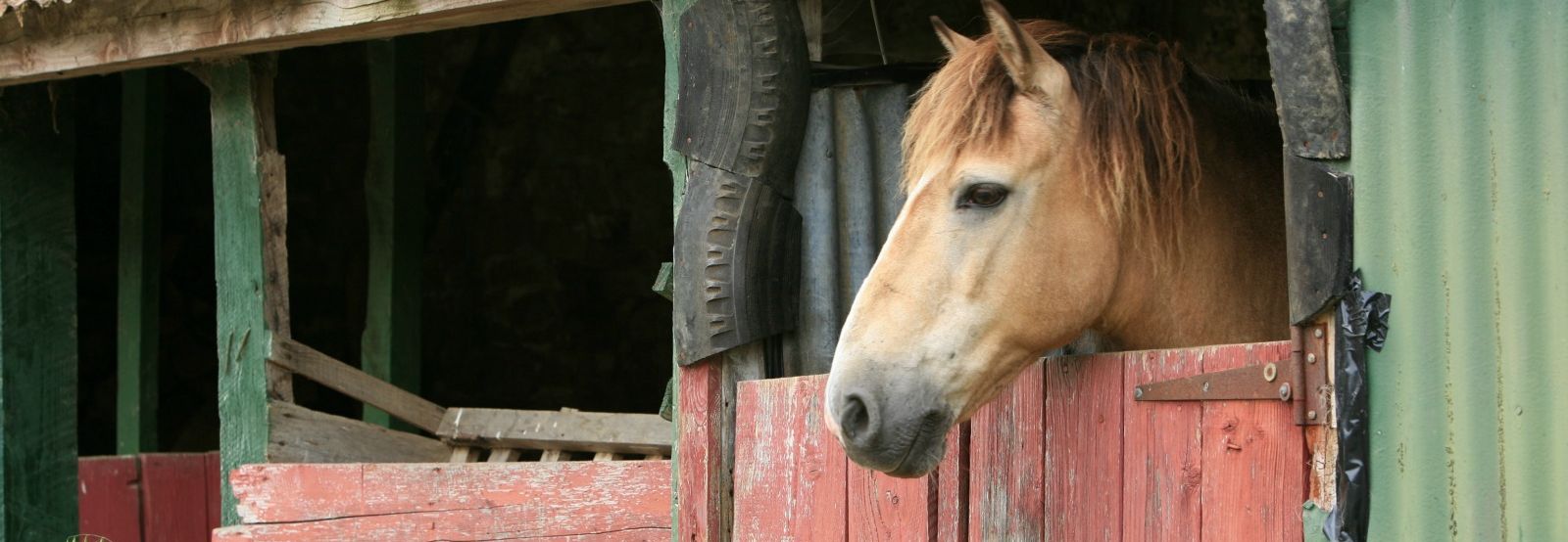 Equestrian Horse Riding Cork Cork Equestrians Longueville Hotel